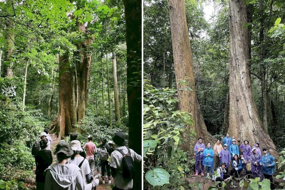 Trekking và check-in ở cây chò chỉ nghìn năm tuổi tại rừng Cúc Phương. (Nguồn: Internet)